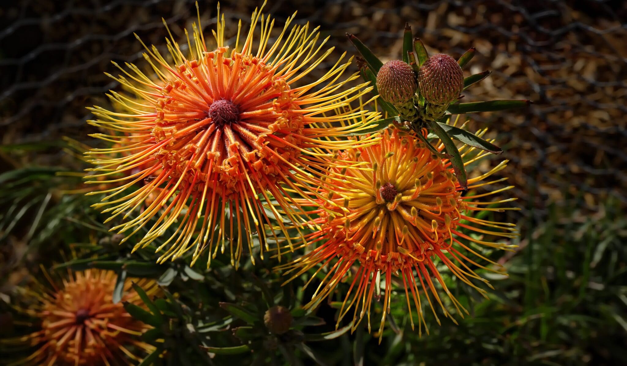 Botanical Detail, 1st Place - Judy Layman