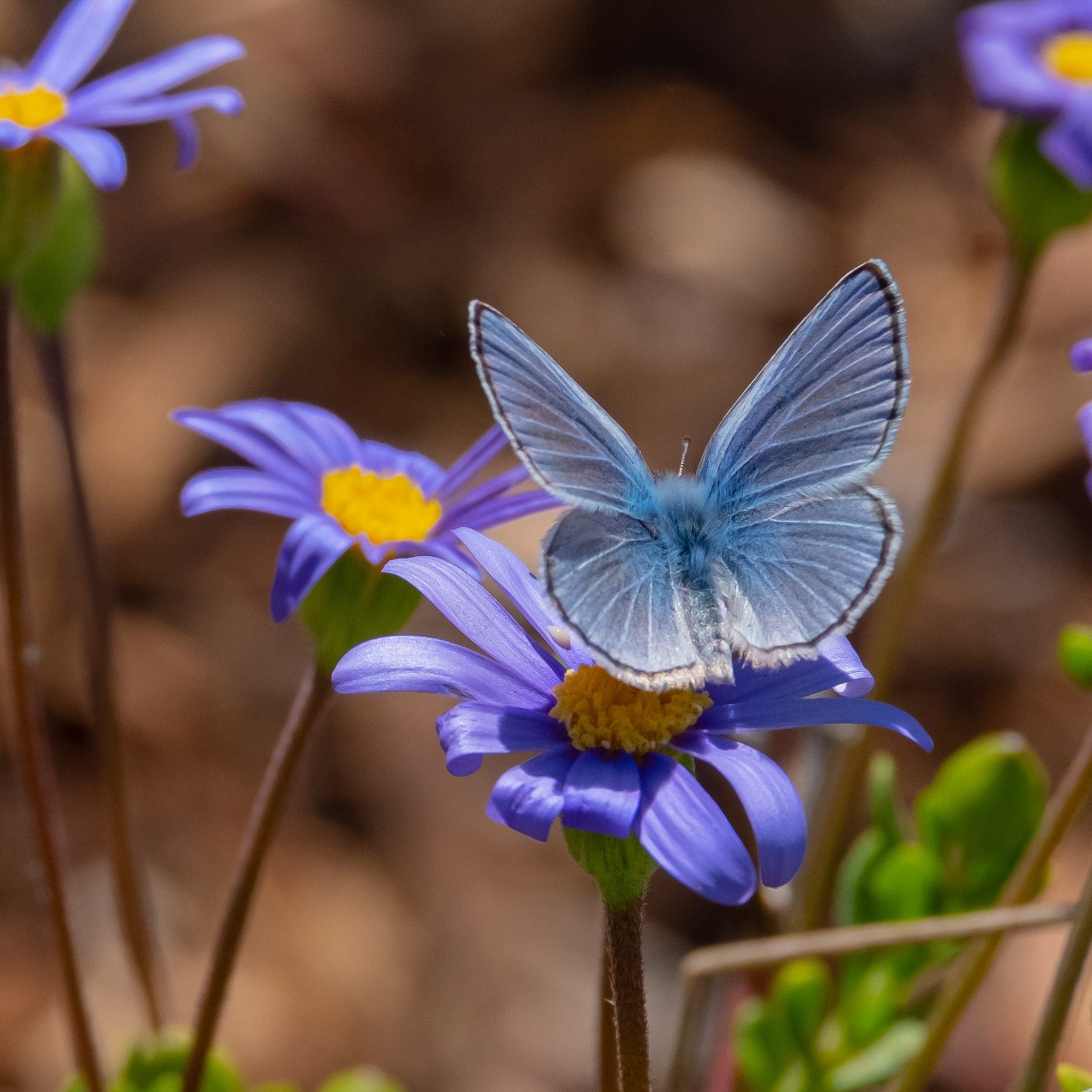 People's Choice, 1st Place - Matt Thompson, In Bloom Contest