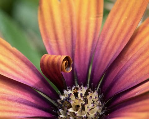 People's Choice, 2nd Place - Susie Jensen, In Bloom Contest
