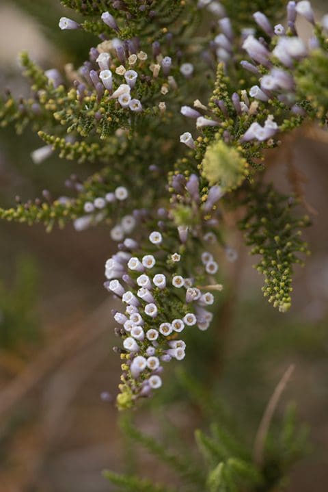 People's Choice, 3rd Place - Christine Le, In Bloom Contest