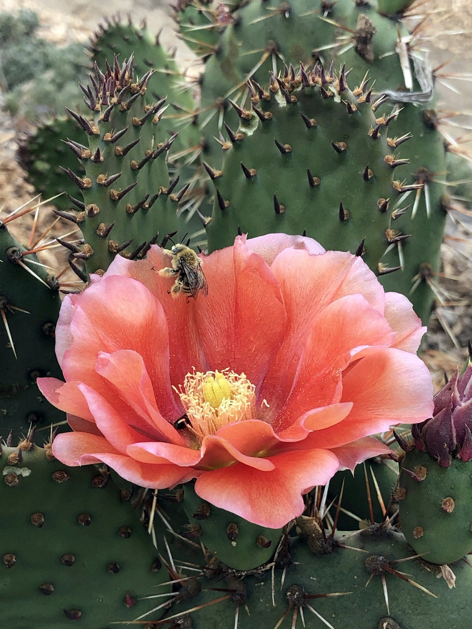 Seen In Garden, 1st Place - Nicole Horn