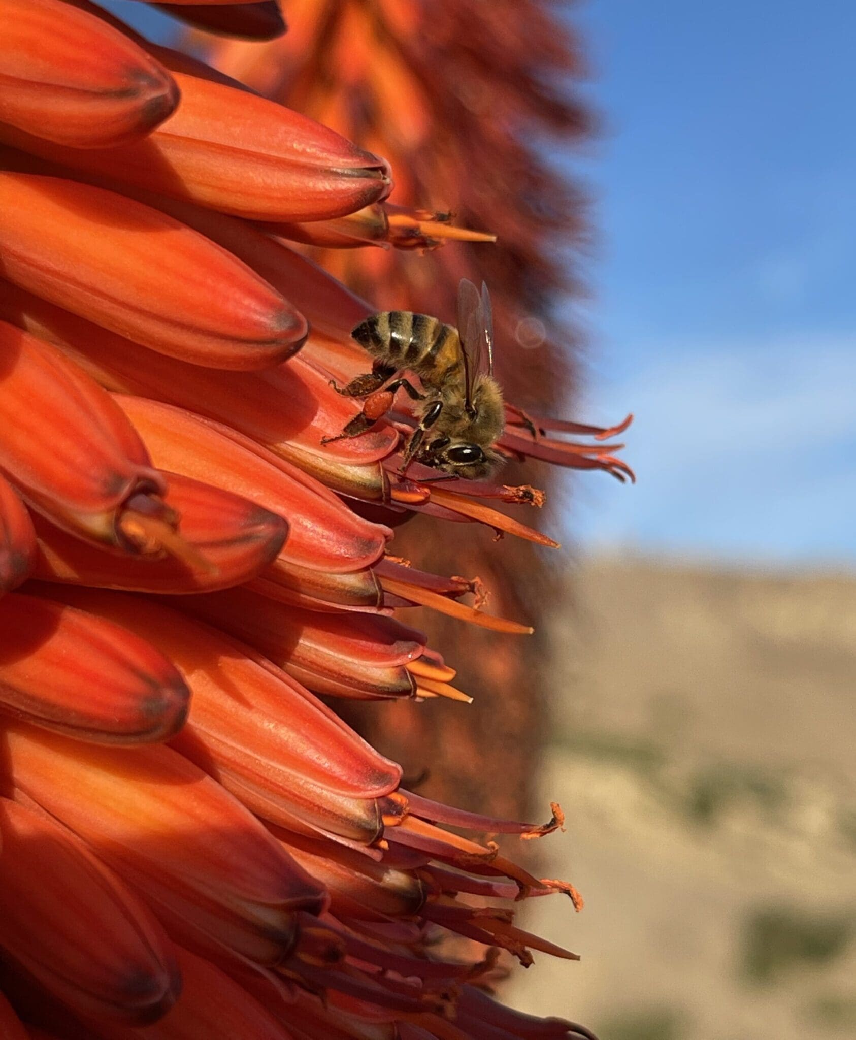 Seen In Garden, 2nd Place - Benjamin Mati