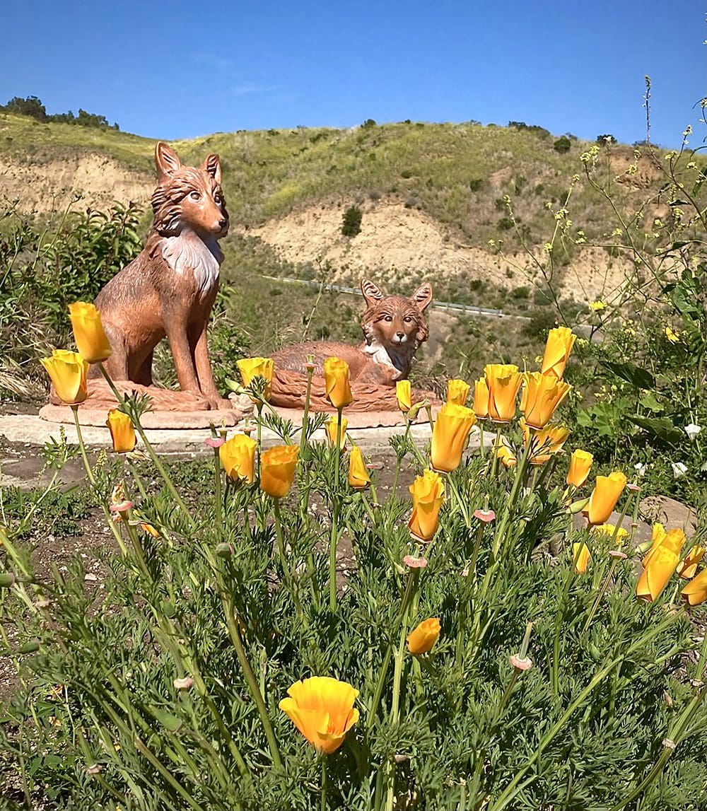 Statues of a sitting and lying fox are placed on a small stone platform in a natural landscape with yellow flowers in the foreground, which seem to be remarkably vibrant for the In Bloom Contest. Grassy hills extend under a clear blue sky in the background.