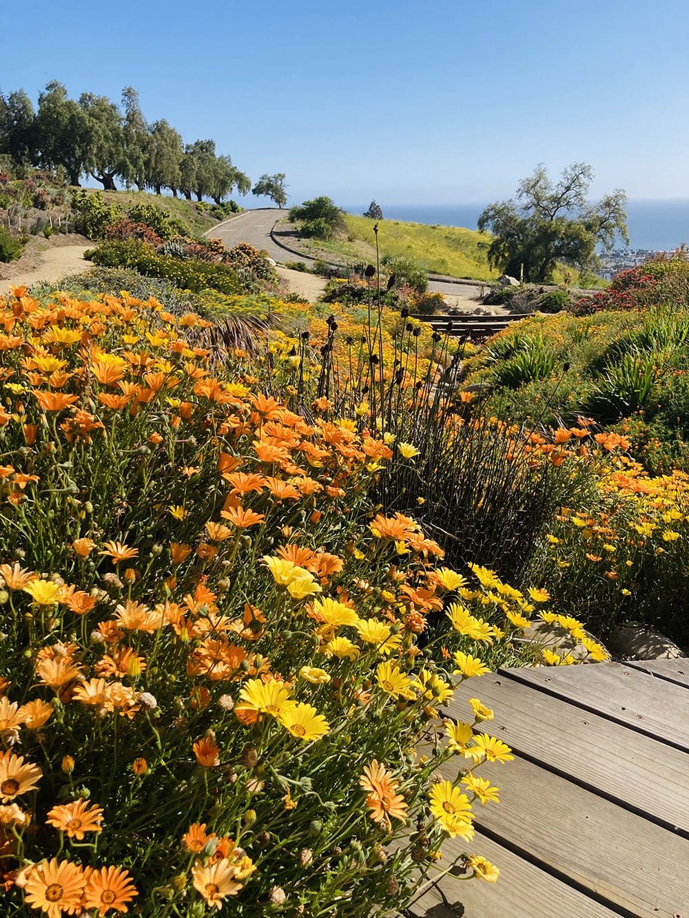 A path on a hillside is surrounded by vibrant yellow and orange flowers, with trees lining the road and a view of the sea in the background under a clear blue sky, as if part of an In Bloom Contest.