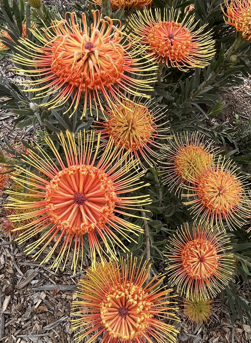 Orange and yellow pin-cushion protea flowers are in bloom among green leaves and wood chips in a garden, ready for any Bloom Contest.