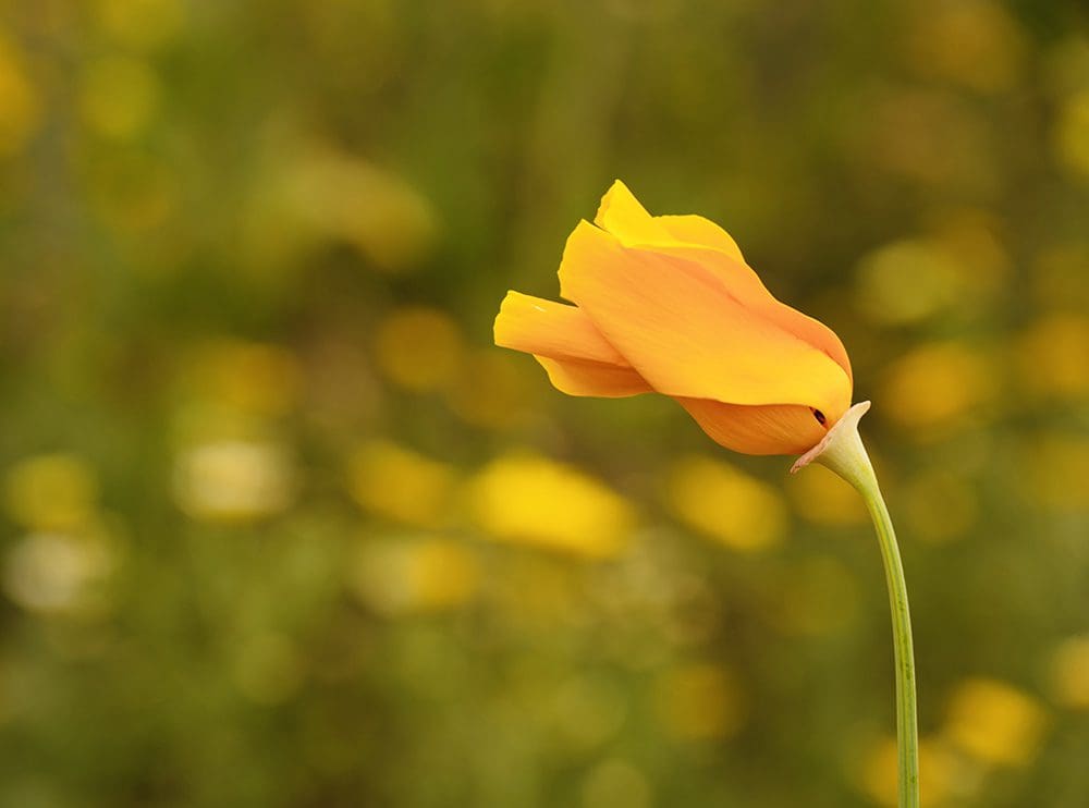 A single orange-yellow poppy flower with a green stem stands against a blurred background of green and yellow hues, a perfect entry for the In Bloom Contest.