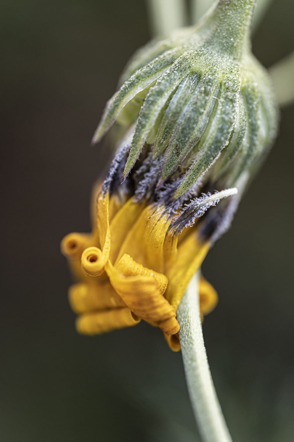 Close-up of a wilting yellow flower with curled petals and fuzzy green sepals, captured for the In Bloom Contest. The petals have begun to dry and twist.