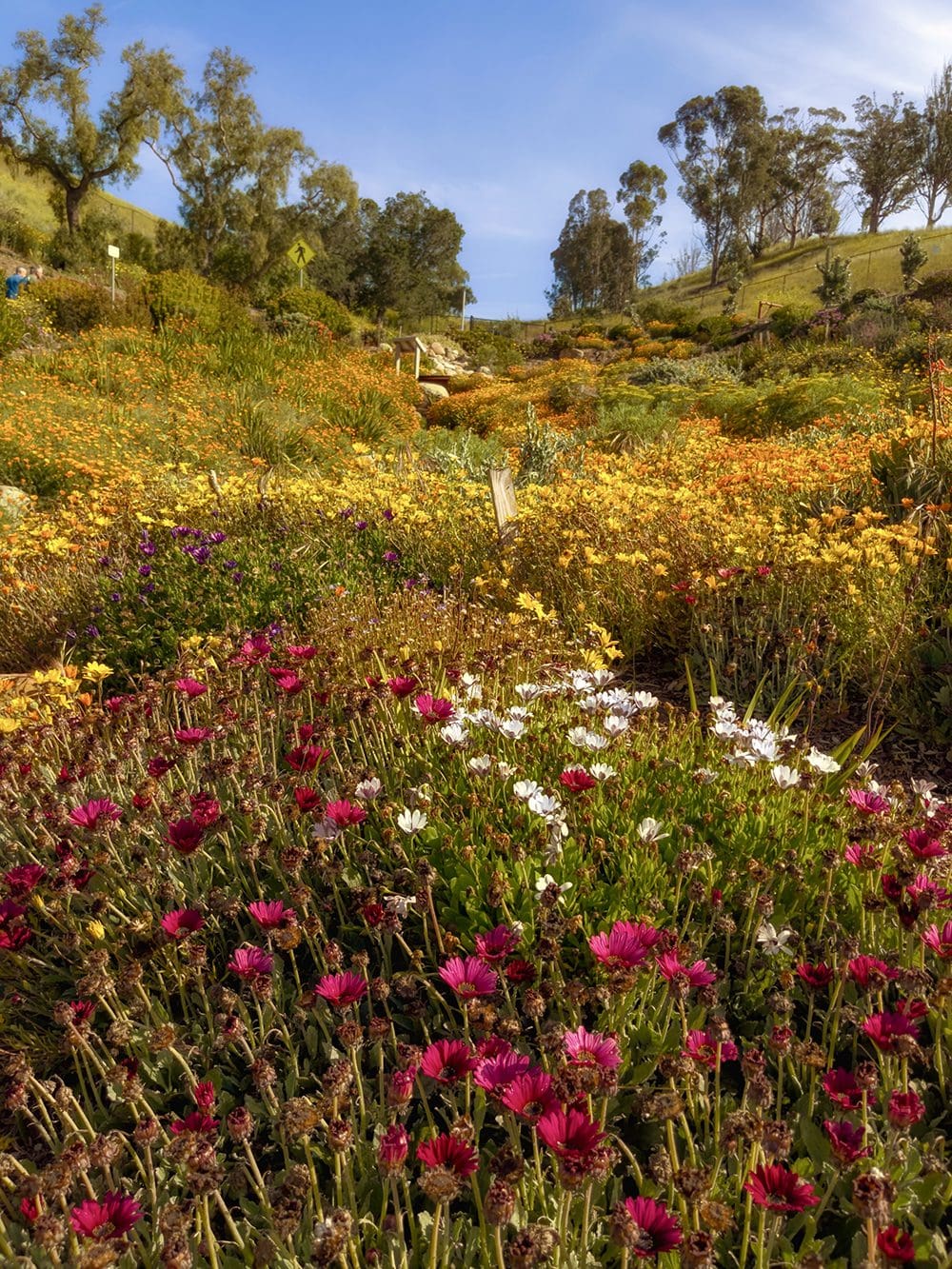 A vibrant hillside garden in bloom, featuring a mix of red, purple, white, and yellow flowers under a clear blue sky with trees in the background—a perfect scene for a Bloom Contest.