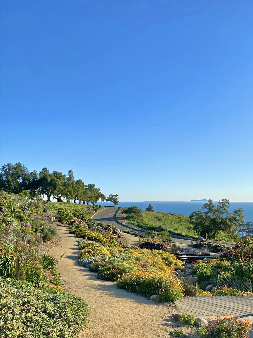 A dirt path winds through a garden with colorful flowers and greenery in full display for the In Bloom Competition, leading towards a distant view of the ocean under a clear blue sky.