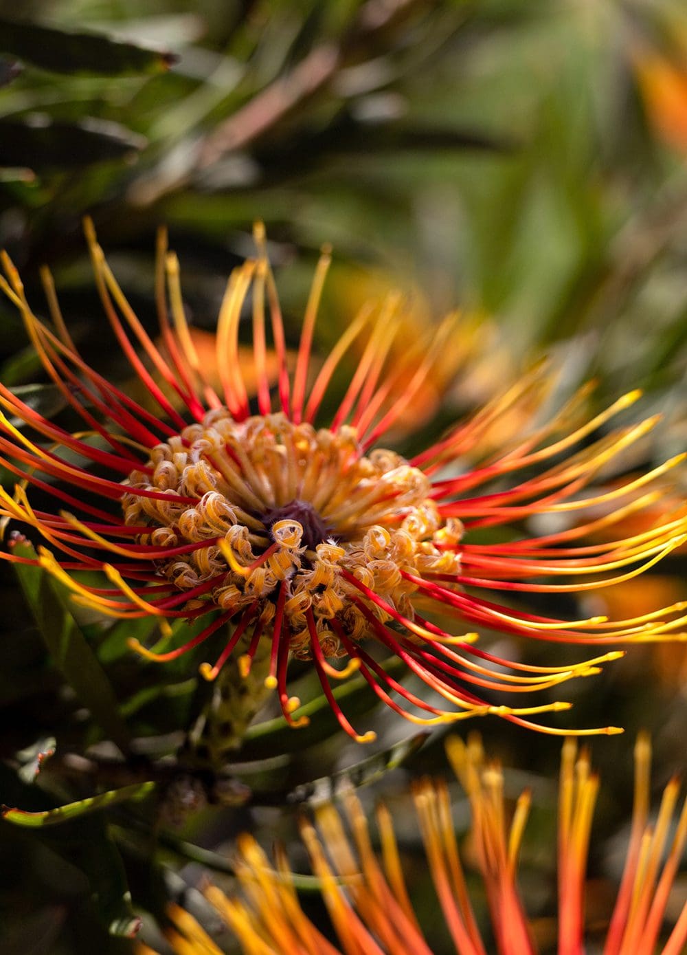Close-up of a vibrant Protea pincushion flower with a circular arrangement of long, slender, orange-red petals radiating from the center. Green foliage is visible in the background, making it a standout entry in our annual In Bloom Contest.