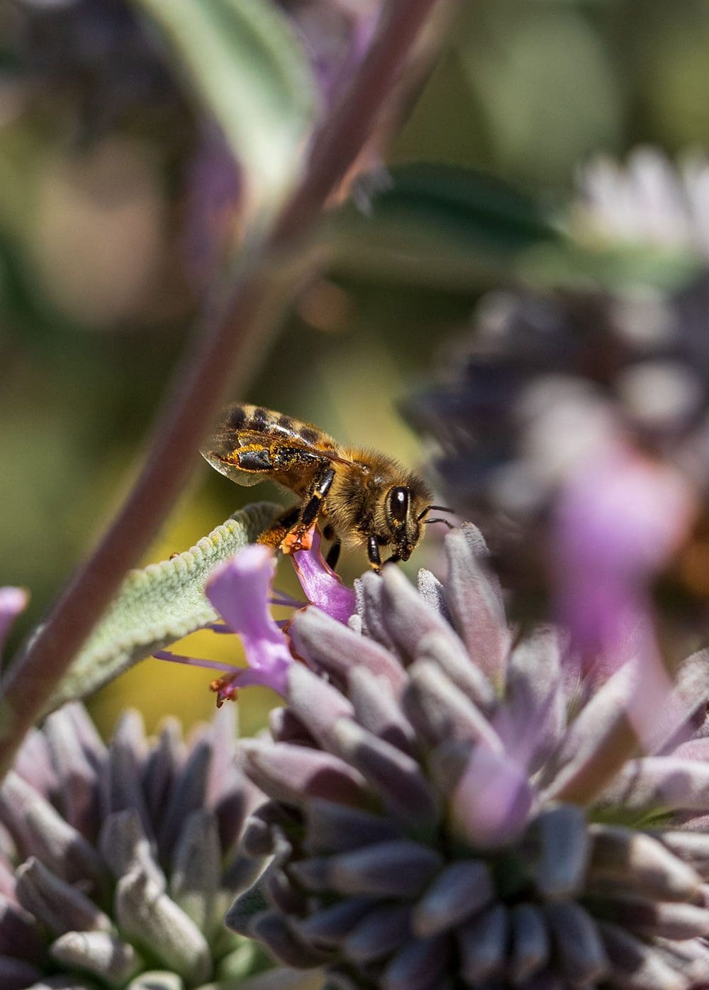 Close-up of a bee collecting nectar from a purple flower in bloom in a garden. The background is out of focus with green and purple hues, making the scene look like nature's own contest.