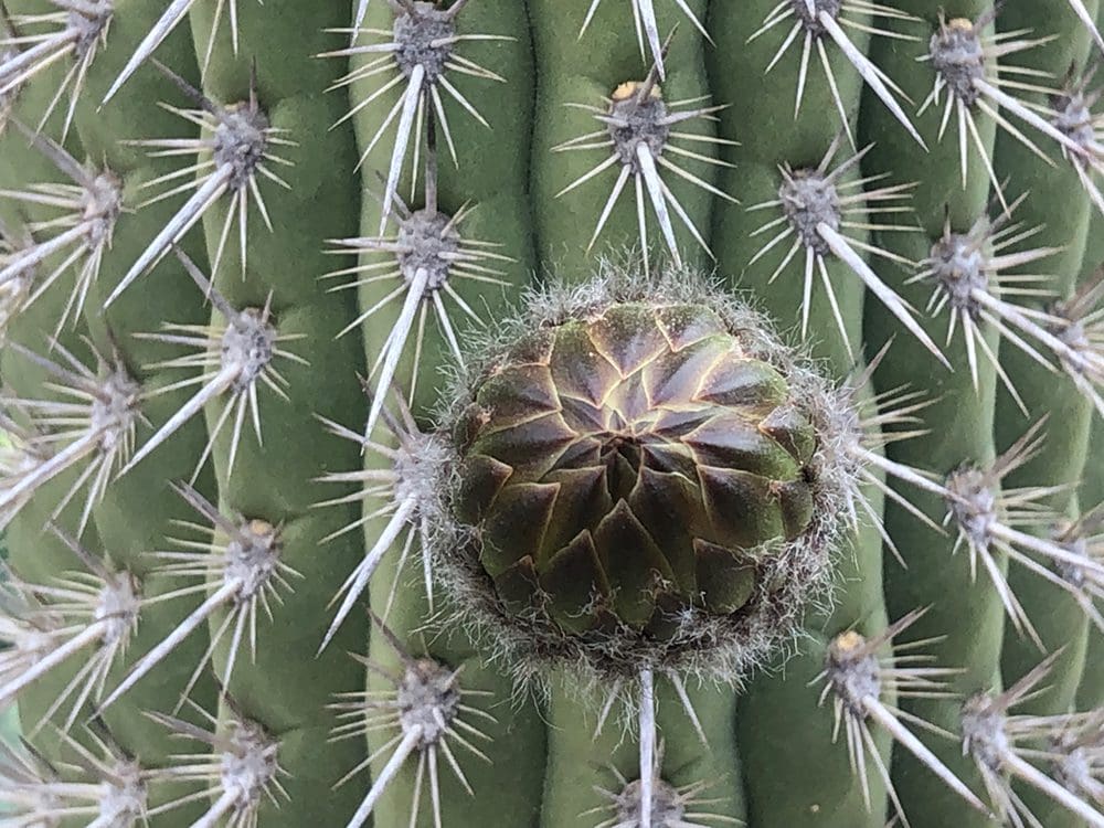 Close-up of a green cactus with sharp white spines and a central bud in bloom, as if vying in a natural beauty contest.