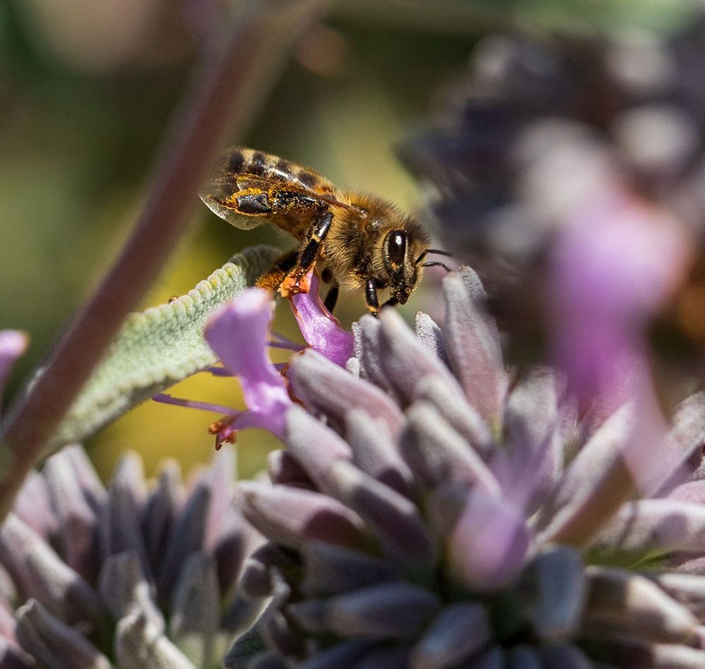 A close-up of a bee perched on a purple flower, collecting nectar in bloom. The background shows blurred foliage and additional flowers, creating a harmonious contest of colors.