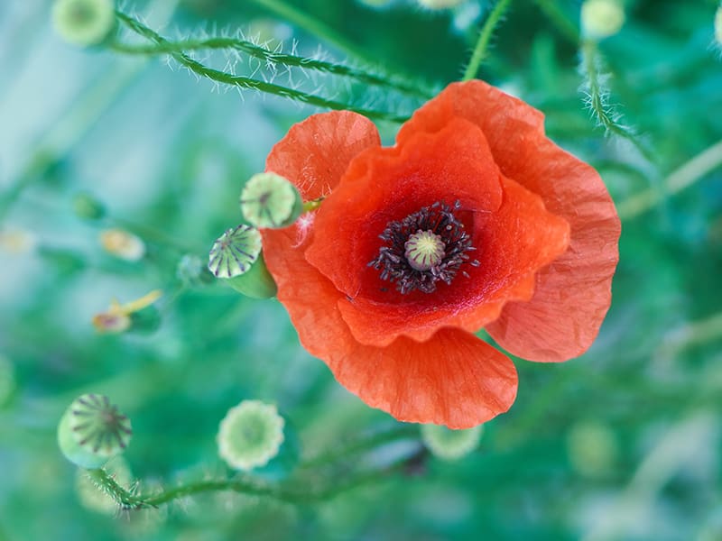 Close-up of a single red poppy flower surrounded by green stems and unopened buds at Ventura Botanical Gardens, with a beautifully blurred background.