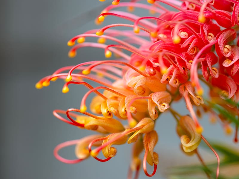Close-up of a Grevillea flower at Ventura Botanical Gardens, displaying bright pink, orange, and yellow curling petals and long, thin stamens with yellow tips.
