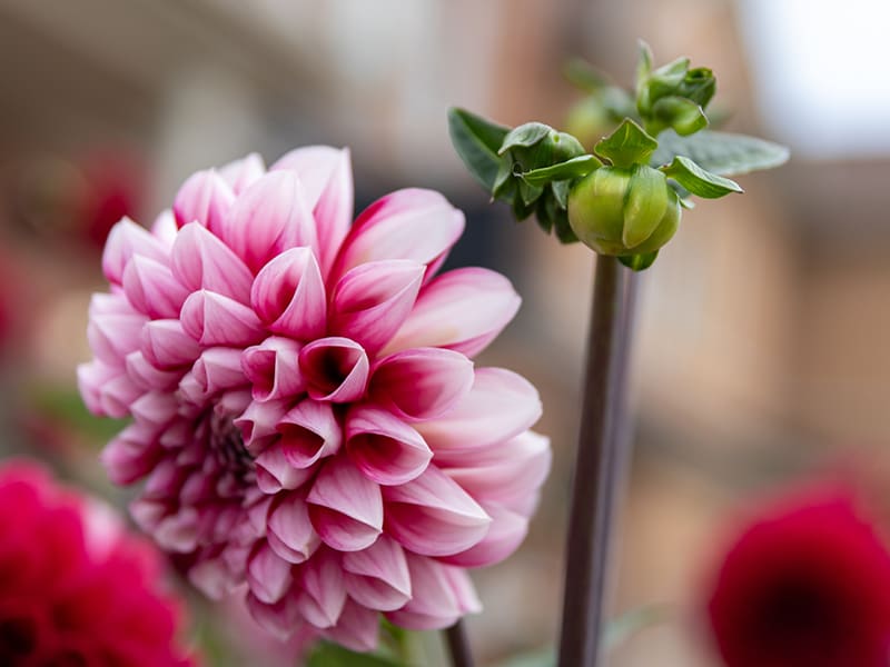 Close-up of a pink and white dahlia flower in bloom next to a green bud on a blurred background at Ventura Botanical Gardens.
