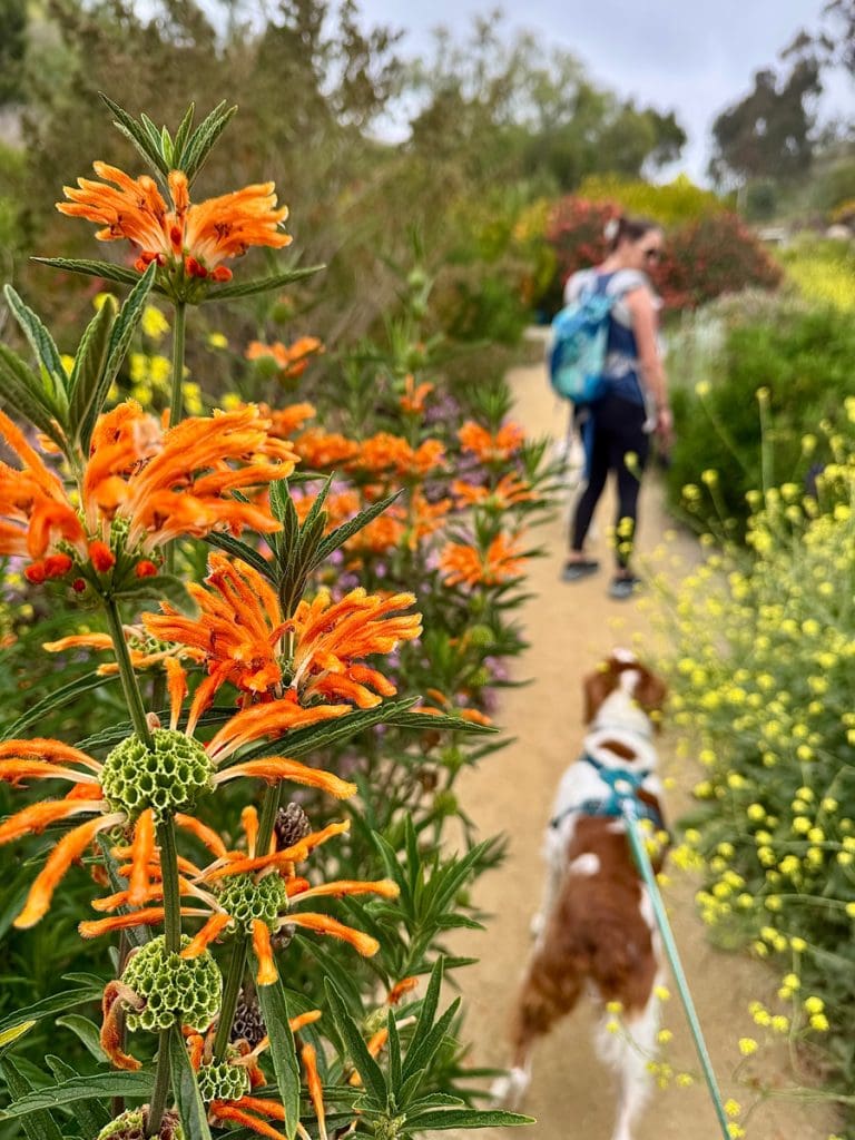 Orange flowers in focus on a garden path, captured for the In Bloom Contest, with a dog on a leash and a person walking ahead, both blurred in the background.