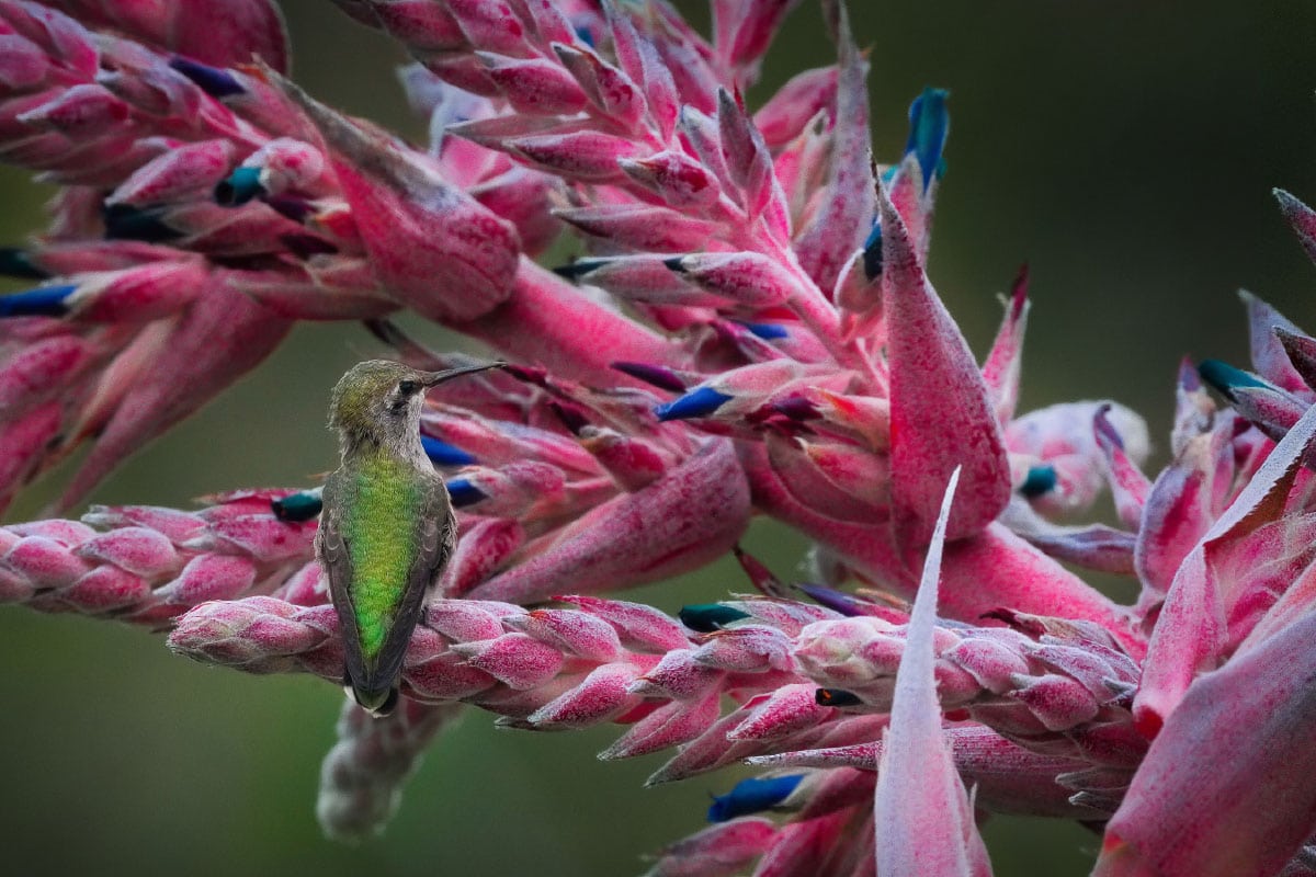 Hummingbird feeding on pink flowering plant in Ventura Botanical Gardens during summer.