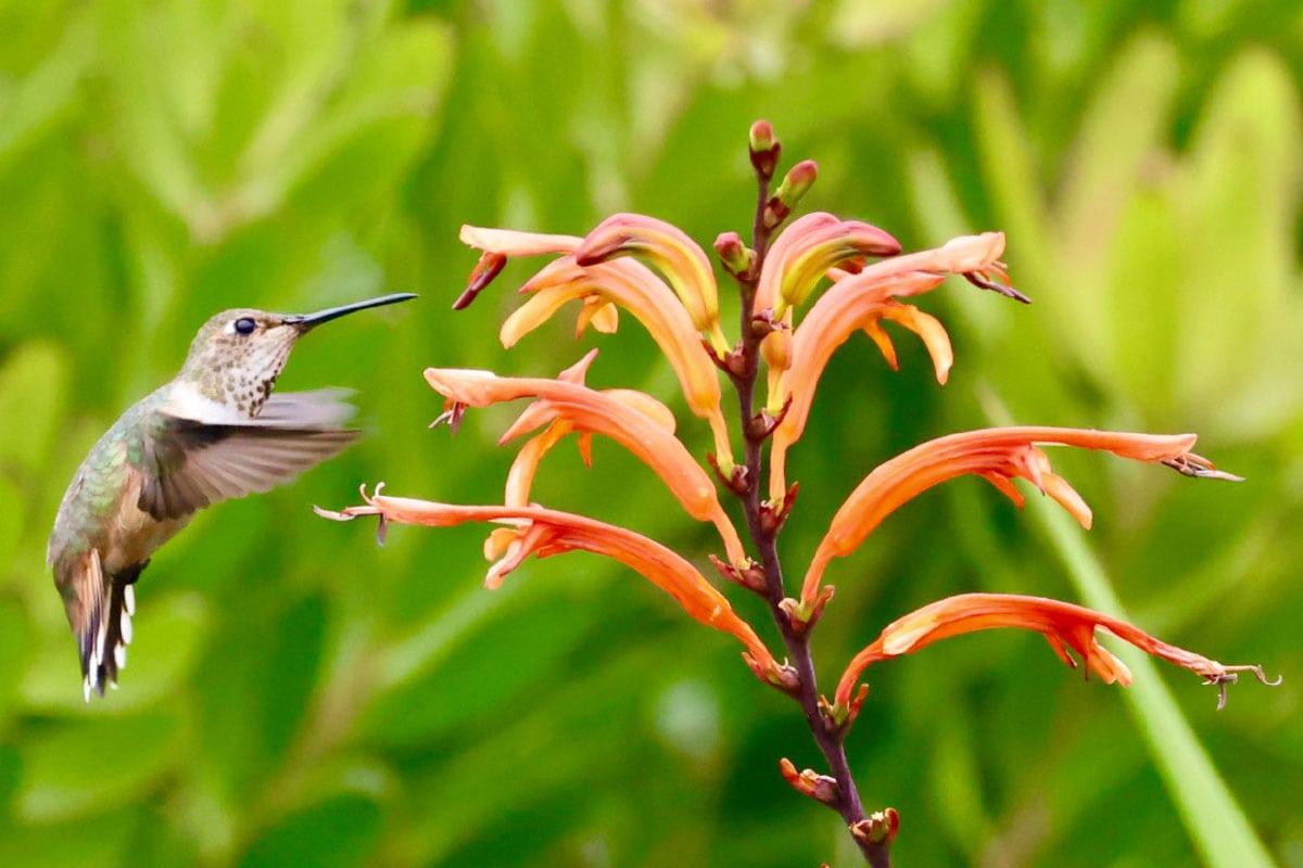 A colorful hummingbird near orange tubular flowers at Ventura Botanical Gardens during summer.