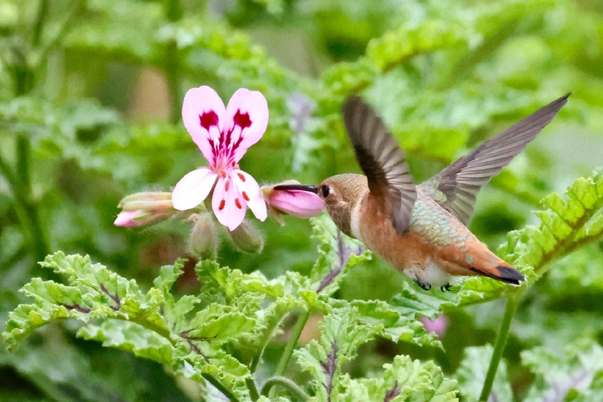 A hummingbird feeding on a pink and white flower in Ventura Botanical Gardens during summer.
