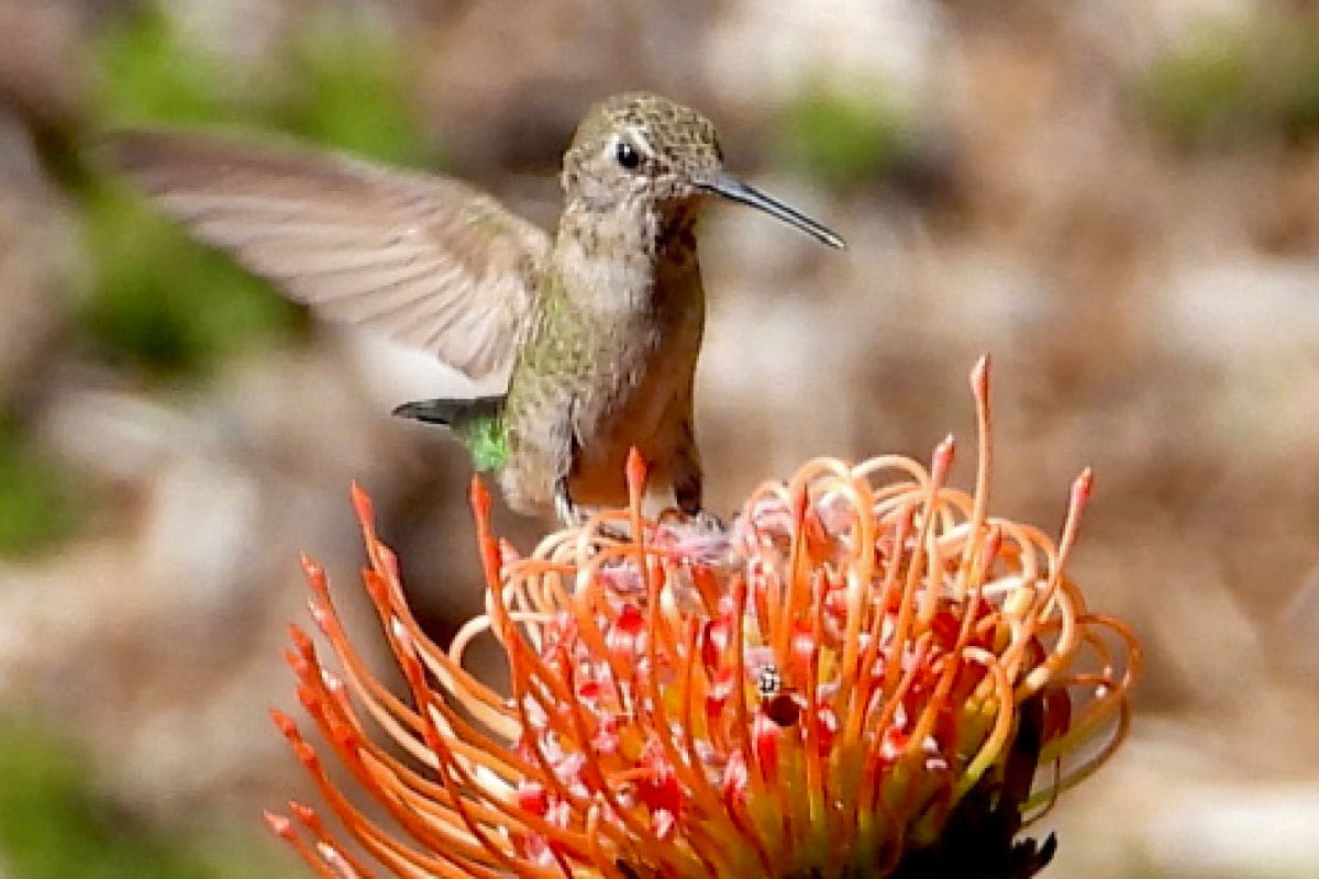 Hummingbird feeding on a vibrant orange flower at Ventura Botanical Gardens.
