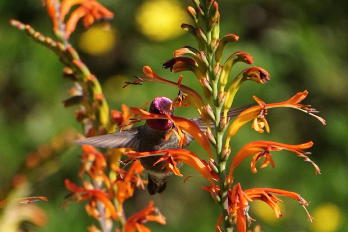 Hummingbird feeding on orange flowers at Ventura Botanical Gardens during summer.