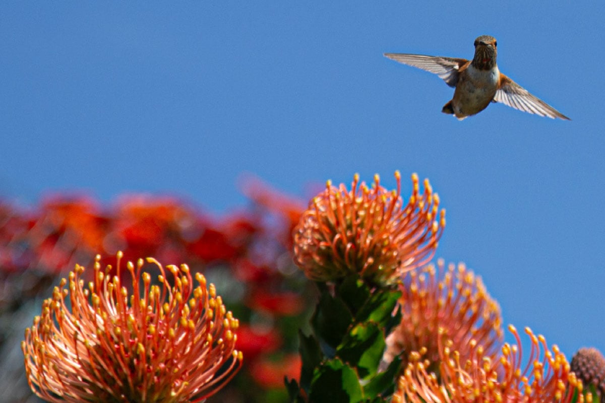 A hummingbird flying near vibrant orange and red flowers against a clear blue sky.