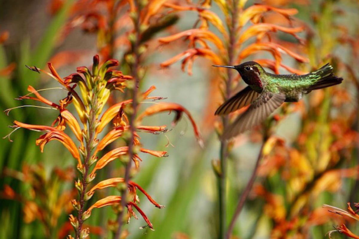 A colorful hummingbird hovering near vibrant orange flowers in Ventura Botanical Gardens.