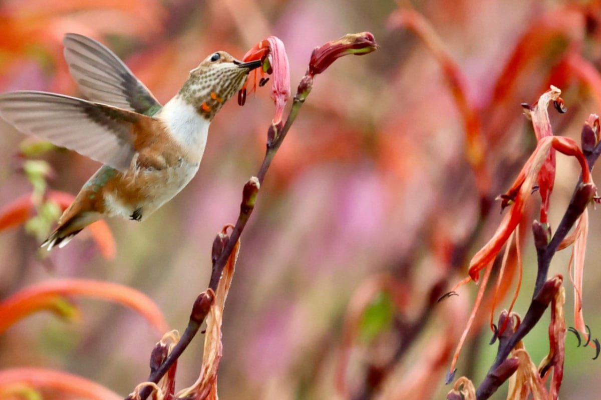 A hummingbird feeding on colorful flowers at Ventura Botanical Gardens during summer.