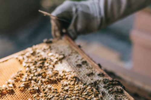 Image of bees on a honeycomb frame