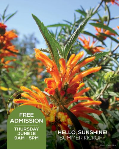 Bright orange and yellow flowering plant at Ventura Botanical Gardens on a sunny day.