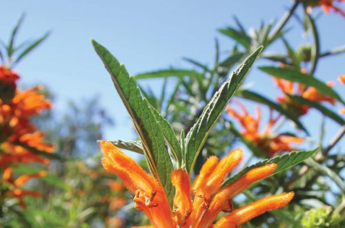 Bright orange and yellow flowering plant at Ventura Botanical Gardens on a sunny day.