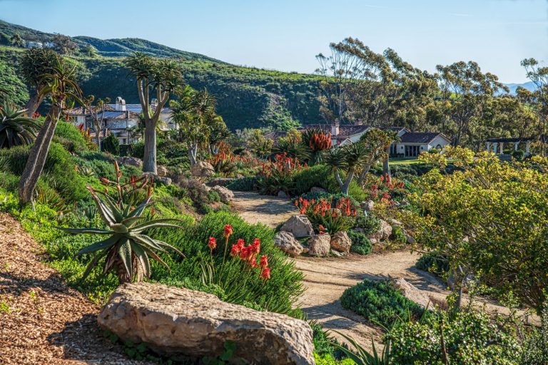 A lush botanical garden with diverse plants and scenic mountain views in Ventura.