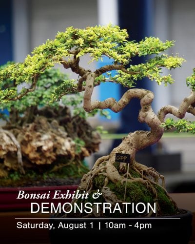 Miniature bonsai tree on display at Ventura Botanical Gardens event.