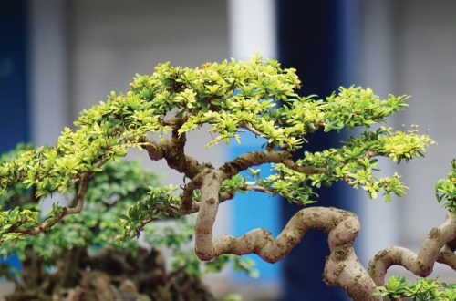 Miniature bonsai tree on display at Ventura Botanical Gardens event.