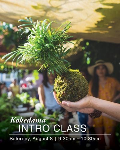 Person holding a lush green kokedama plant at Ventura Botanical Gardens event.