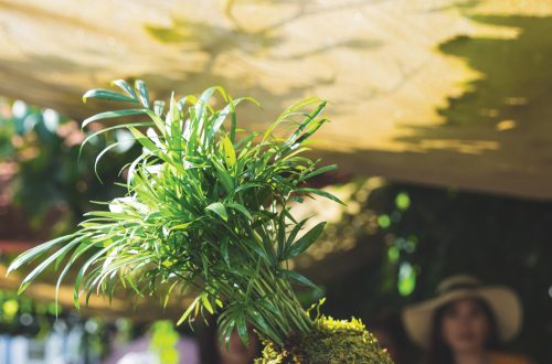 Person holding a lush green kokedama plant at Ventura Botanical Gardens event.