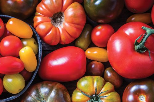 Variety of heirloom tomatoes at Ventura Botanical Gardens for Tomato Show event.