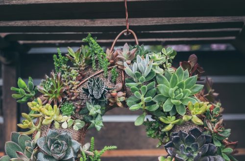 Colorful succulent wreath made with various green and purple plants for class.