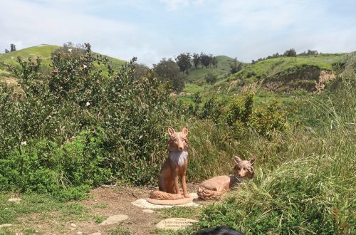 Three dogs enjoying Ventura Botanical Gardens with lush green hills in the background.