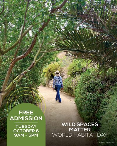 Visitor walking through lush Ventura Botanical Gardens for World Habitat Day.