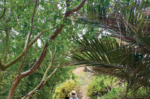 Visitor walking through lush Ventura Botanical Gardens for World Habitat Day.