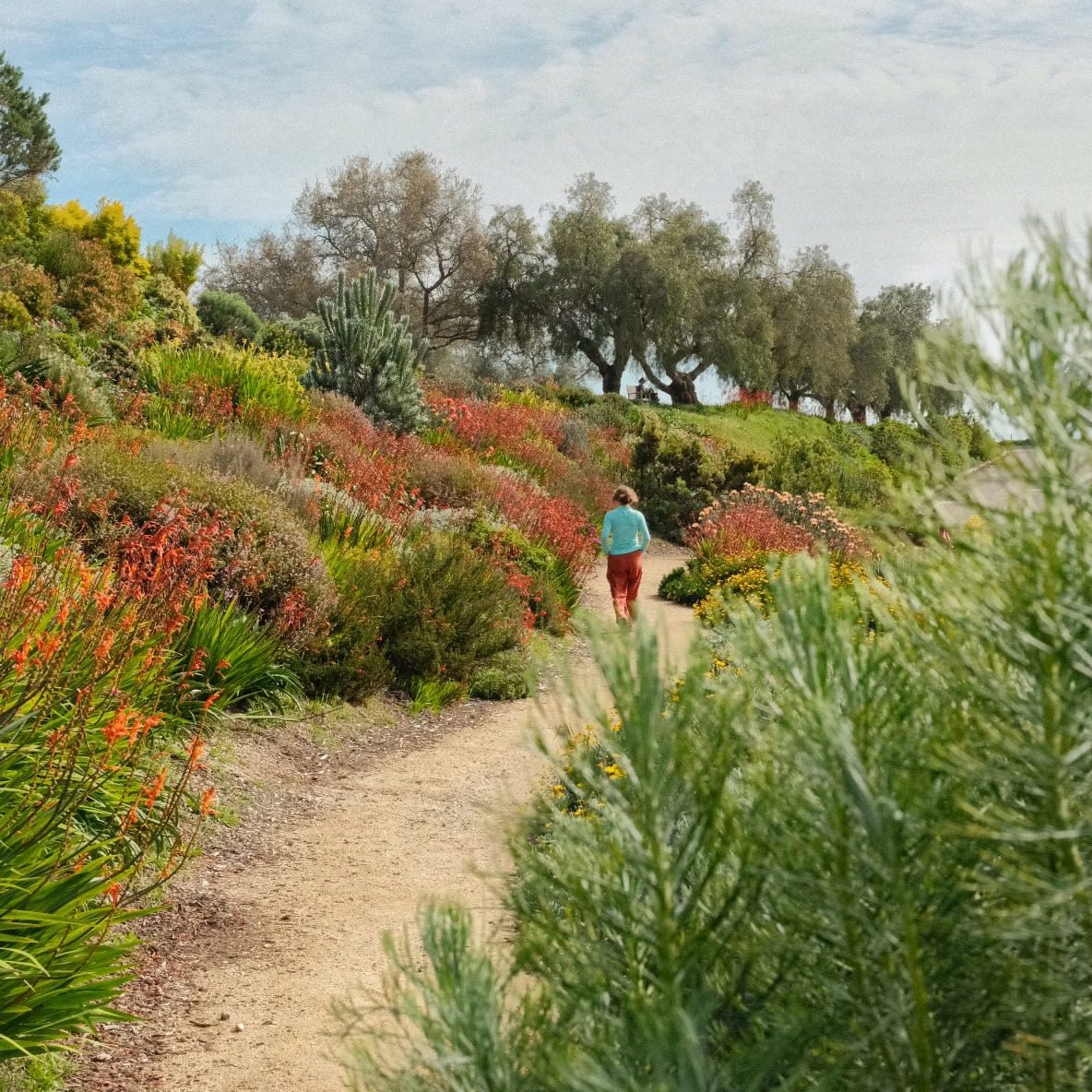 Visitor walking along a garden trail at Ventura Botanical Gardens with colorful plants and trees.